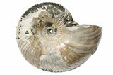 One Side Polished, Pyritized Fossil, Ammonite - Russia #174977-1